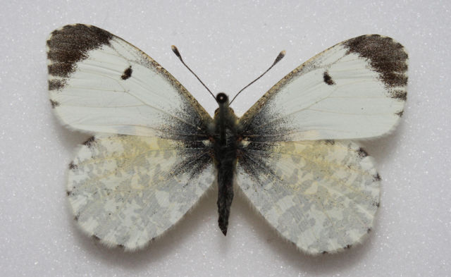 Orange tip female (aberration british dark lines) Internet Image property of respective owner, non-commercial use only